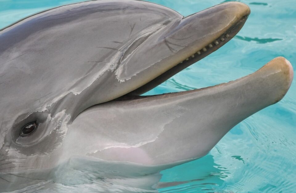Séjour éco-responsable en immersion avec les dauphins sauvages aux Bahamas